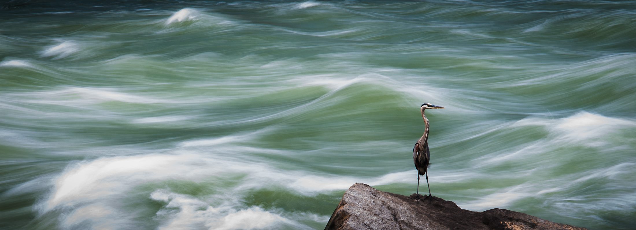 A heron on a rock above fast-moving water
